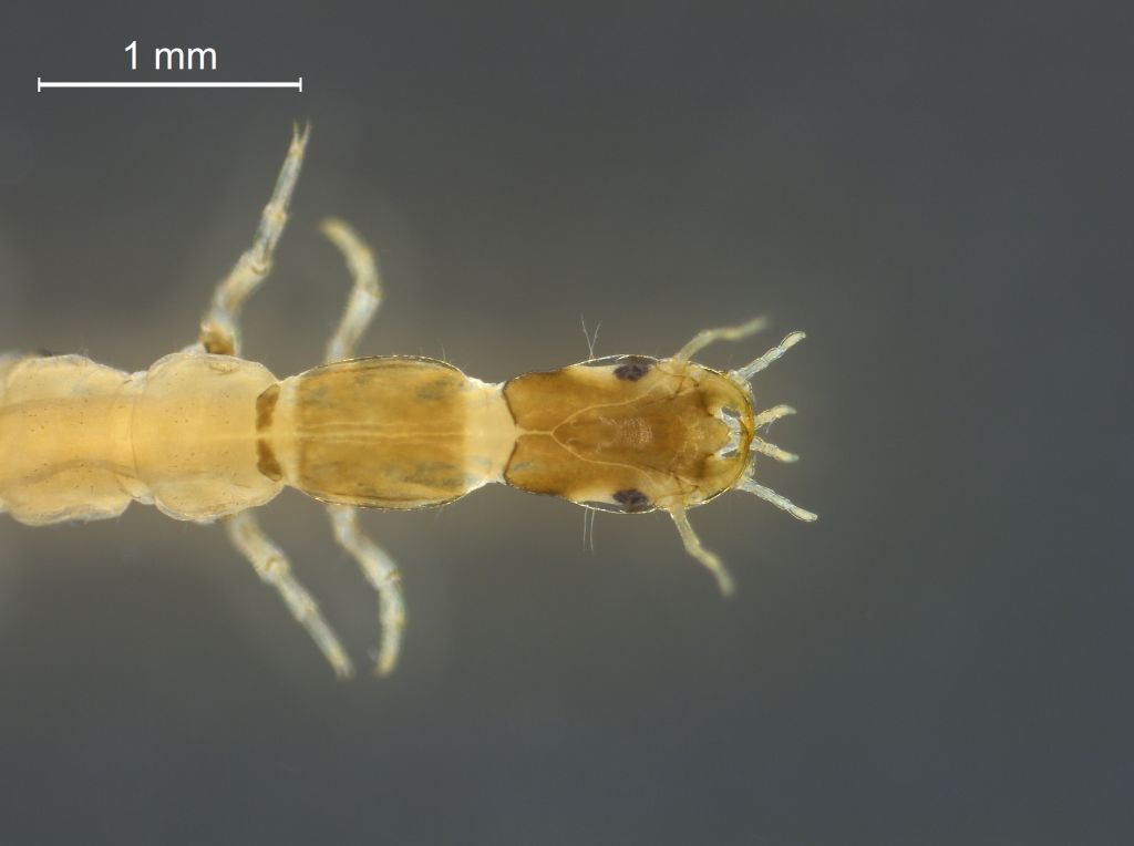 Gyrinus larva